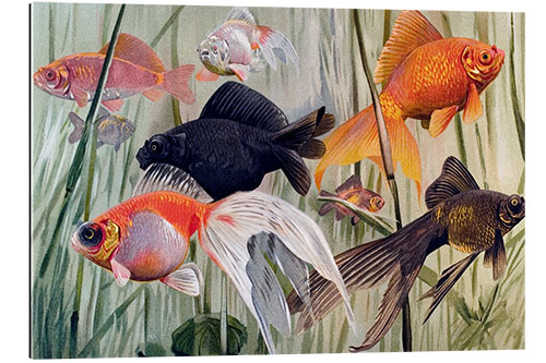 Gallery Print Goldfisch