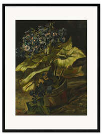 Gerahmter Kunstdruck Cineraria