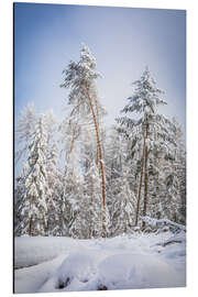 Tableau en aluminium Snowy winter forest in the Rheingau Taunus nature park