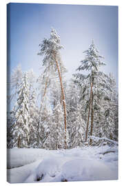 Canvas print Snowy winter forest in the Rheingau Taunus nature park