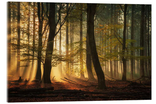 Akryylilasitaulu Sunrays in a Dutch forest