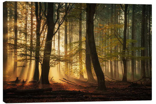 Canvas-taulu Sunrays in a Dutch forest