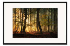 Gerahmter Kunstdruck Sonnenstrahlen in einem holländischen Wald
