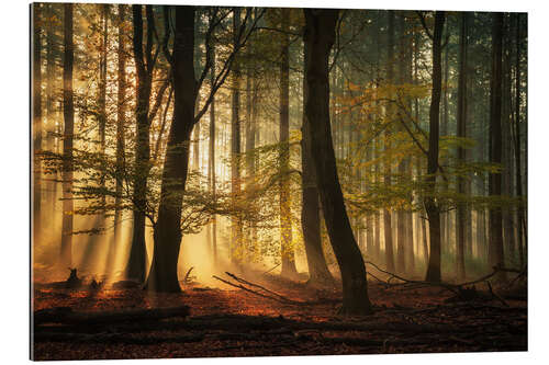 Gallery print Sunrays in a Dutch forest