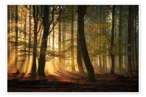 Poster Sunrays in a Dutch forest