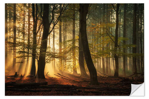 Sticker mural Sunrays in a Dutch forest