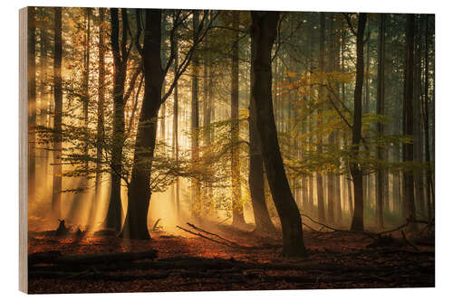 Wood print Sunrays in a Dutch forest