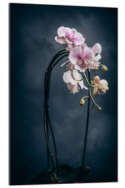 Gallery print Phalleanopsis Cascade mix