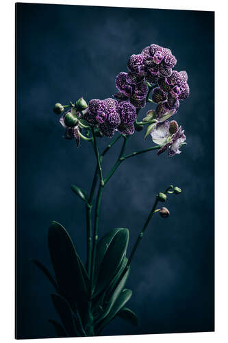 Alubild Phalleanopsis-Midi-Flora