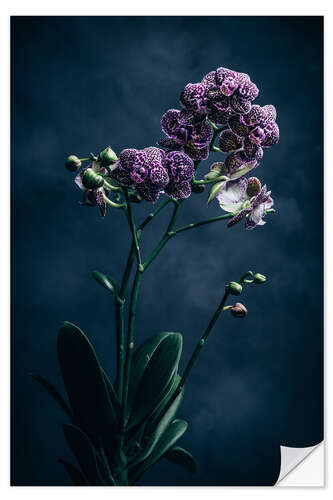 Selvklebende plakat Phalleanopsis Midi Flora