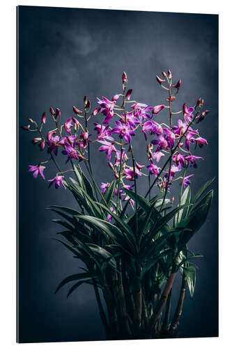 Quadro em plexi-alumínio Dendrobium Berry Oda