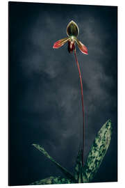 Magnettafel Frauenschuh Apletonianum Thailandense