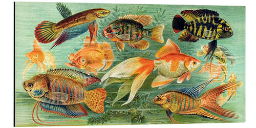 Aluminium print Ornamental fish of the indoor aquarium