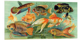 Foam board print Ornamental fish of the indoor aquarium