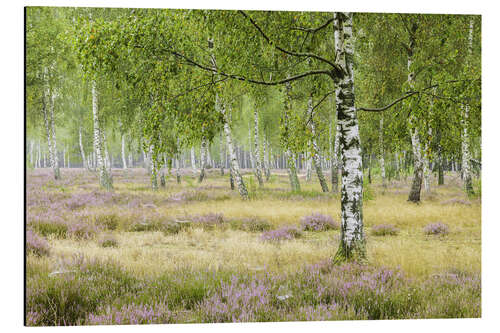 Tableau en aluminium Silence in the birch forest