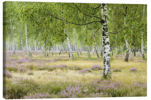 Lienzo Silence in the birch forest