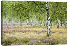 Canvas print Silence in the birch forest