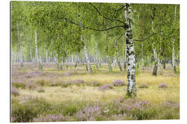 Gallery print Silence in the birch forest