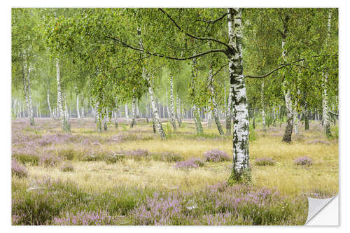 Wall sticker Silence in the birch forest