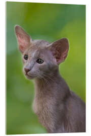 Acrylic print Oriental kitten in the green