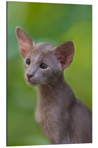 Aluminium print Oriental kitten in the green