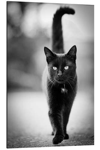 Aluminium print Elegant black cat