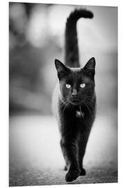 Foam board print Elegant black cat