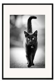 Gerahmter Kunstdruck Elegante schwarze Katze