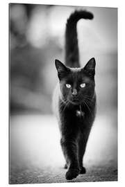 Gallery Print Elegante schwarze Katze