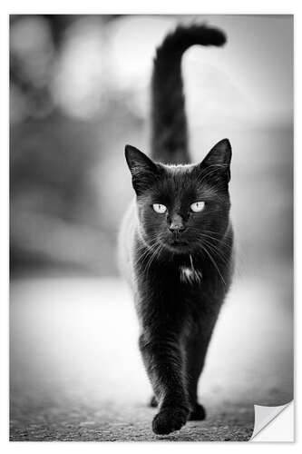 Selvklebende plakat Elegant black cat