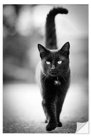 Selvklebende plakat Elegant black cat