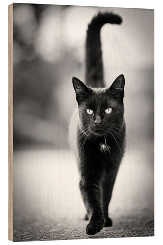 Quadro de madeira Elegant black cat