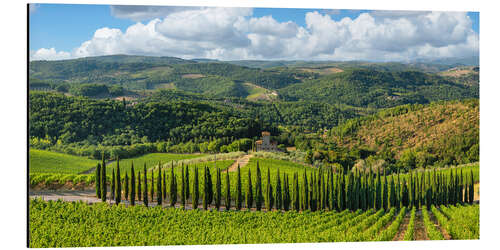 Aluminium print Cypress alley in Chianti in Tuscany