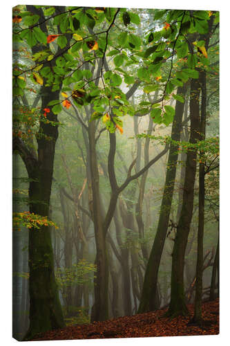 Obraz na płótnie A beautiful Dutch forest