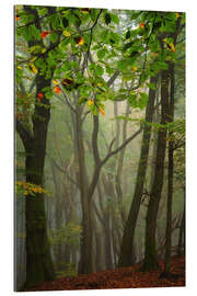 Tableau en plexi-alu A beautiful Dutch forest