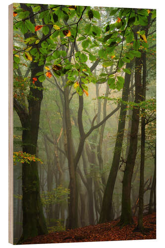 Quadro de madeira A beautiful Dutch forest