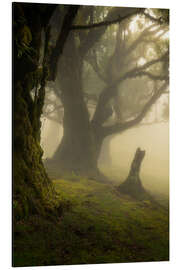 Aluminium print Forest Fanal on Madeira Island on a beautiful foggy day