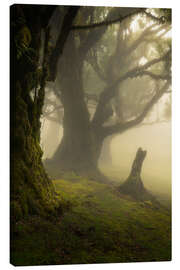 Canvas print Forest Fanal on Madeira Island on a beautiful foggy day