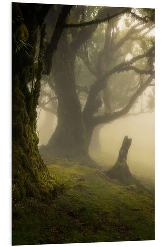 Hartschaumbild Wald Fanal auf der Insel Madeira an einem nebligen Tag