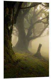 Quadro em PVC Forest Fanal on Madeira Island on a beautiful foggy day