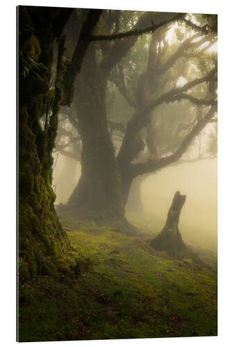 Gallery print Forest Fanal on Madeira Island on a beautiful foggy day