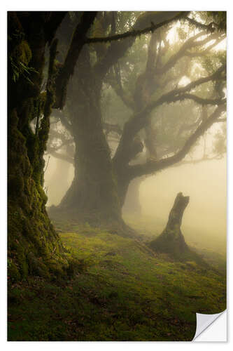 Sticker mural Forest Fanal on Madeira Island on a beautiful foggy day