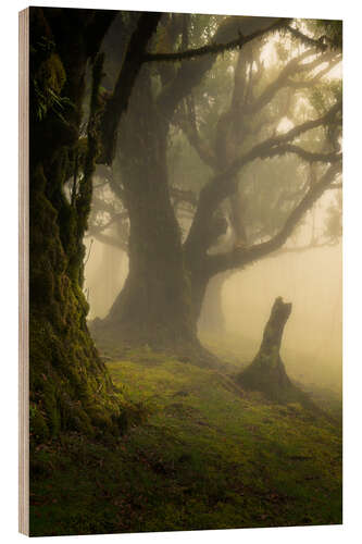 Tableau en bois Forest Fanal on Madeira Island on a beautiful foggy day