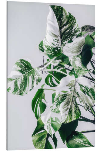 Aluminium print Monstera Variegata