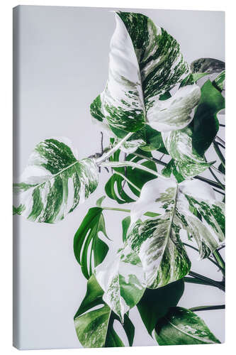 Stampa su tela Monstera Variegata