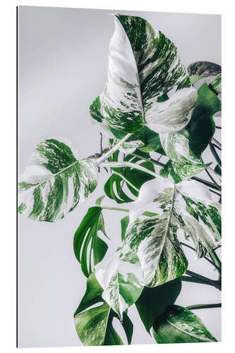 Gallery print Monstera Variegata