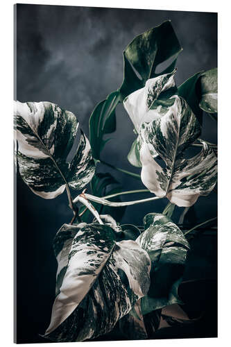 Acrylglasbild Monstera