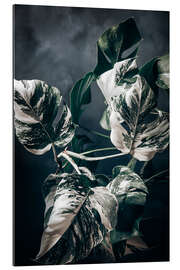 Gallery print Monstera