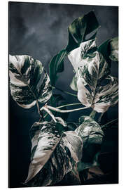 Magnettafel Monstera