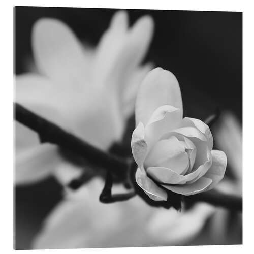 Acrylic print Magnolia